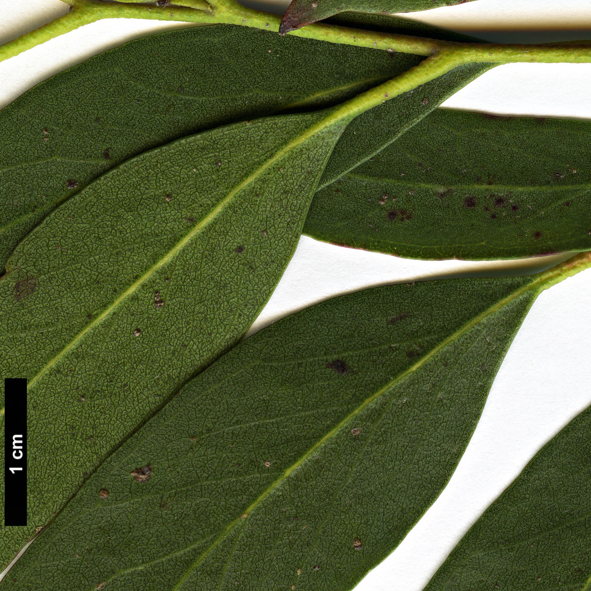 High resolution image: Family: Myrtaceae - Genus: Eucalyptus - Taxon: amygdalina × E.pauciflora High resolution image: Family: Myrtaceae - Genus: Eucalyptus - Taxon: amygdalina × E.pauciflora